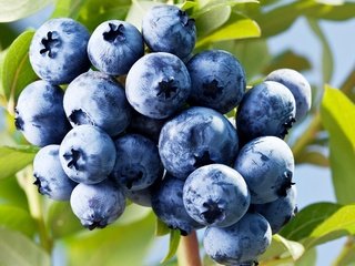 Обои ягоды, лесные ягоды, черника, голубика, парное, черничный, berries, blueberries, fresh, blueberry разрешение 2880x2602 Загрузить