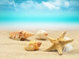 Обои берег, волны, море, песок, пляж, лето, ракушки, морская звезда, shore, wave, sea, sand, beach, summer, shell, starfish разрешение 2880x1920 Загрузить