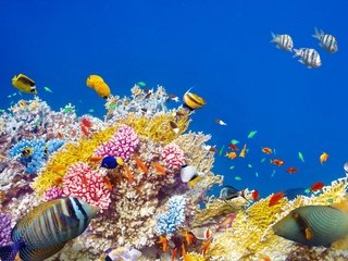 Обои море, рыбы, океан, кораллы, риф, подводный мир, sea, fish, the ocean, corals, reef, underwater world разрешение 2880x1800 Загрузить