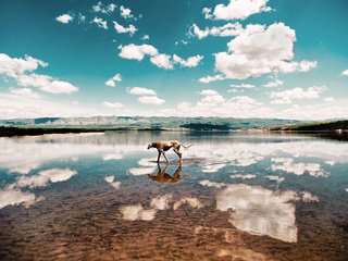 Обои небо, облака, вода, берег, собака, eugenio frasca, the sky, clouds, water, shore, dog разрешение 2048x1351 Загрузить