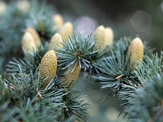 Обои природа, хвоя, макро, ветки, ель, шишки, еловая ветка, nature, needles, macro, branches, spruce, bumps, spruce branch разрешение 4272x2848 Загрузить