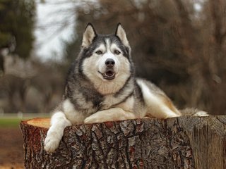 Обои взгляд, собака, хаски, друг, look, dog, husky, each разрешение 2048x1365 Загрузить