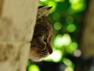 Обои кот, мордочка, кошка, профиль, фотограф, глядит, джованни zacche, cat, muzzle, profile, photographer, looks, giovanni zacche разрешение 2024x1139 Загрузить