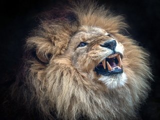 Обои улыбка, хищник, большая кошка, черный фон, лев, зверь, smile, predator, big cat, black background, leo, beast разрешение 1920x1200 Загрузить