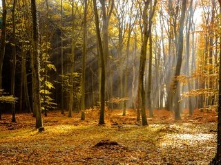 Обои деревья, лес, лучи, осень, листопад, trees, forest, rays, autumn, falling leaves разрешение 6000x4000 Загрузить