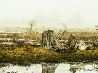 Обои природа, болото, пейзаж, nature, swamp, landscape разрешение 2000x1329 Загрузить