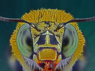 Обои глаза, макро, насекомое, пчела, голубая, ленточная, eyes, macro, insect, bee, blue, tape разрешение 1920x1200 Загрузить