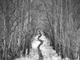 Обои дорога, деревья, снег, зима, чёрно-белое, тропинка, аллея, robin de blanche, road, trees, snow, winter, black and white, path, alley разрешение 2048x1323 Загрузить