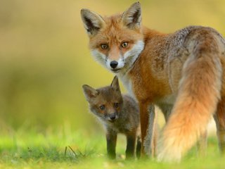 Обои взгляд, лиса, детеныш, лисенок, лисы, look, fox, cub разрешение 2048x1367 Загрузить
