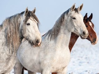 Обои лошади, кони, horse, horses разрешение 1920x1080 Загрузить