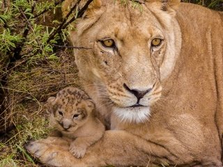 Обои львы, малыш, львица, львёнок, детеныш, lions, baby, lioness, lion, cub разрешение 1920x1282 Загрузить