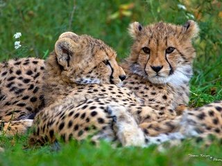 Обои морда, пара, отдых, дикие кошки, хищники, гепарды, face, pair, stay, wild cats, predators, cheetahs разрешение 2048x1365 Загрузить