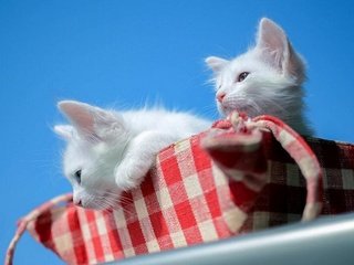 Обои корзина, кошки, котята, basket, cats, kittens разрешение 2880x1802 Загрузить