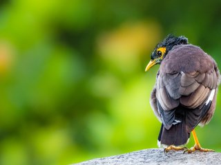 Обои природа, птица, клюв, перья, скворец, common myna, майна, nature, bird, beak, feathers, starling разрешение 2048x1152 Загрузить