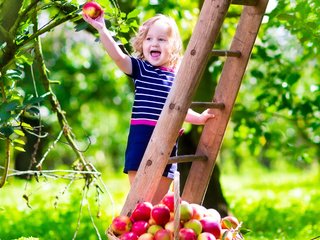 Обои лестница, лето, яблоки, дети, девочка, ребенок, маленькая, смех, ladder, summer, apples, children, girl, child, little, laughter разрешение 3500x2700 Загрузить