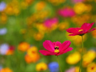 Обои цветы, природа, насекомое, размытость, пчела, космея, flowers, nature, insect, blur, bee, kosmeya разрешение 2048x1365 Загрузить