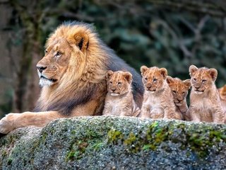 Обои природа, львы, семья, лев, львята, nature, lions, family, leo, the cubs разрешение 1920x1200 Загрузить