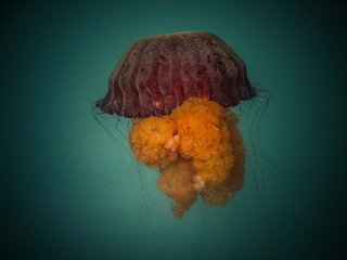 Обои океан, медуза, подводный мир, перу, лима, callao, jelly fish, the ocean, medusa, underwater world, peru, lima разрешение 2048x1536 Загрузить