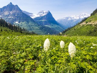 Обои трава, горы, весна, альпы, grass, mountains, spring, alps разрешение 1920x1200 Загрузить