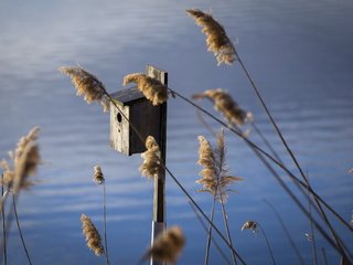 Обои трава, вода, колоски, скворечник, grass, water, spikelets, birdhouse разрешение 4163x2775 Загрузить