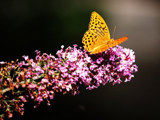 Обои природа, насекомое, цветок, бабочка, мотылек, nature, insect, flower, butterfly, moth разрешение 2880x1800 Загрузить