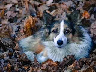 Обои листва, взгляд, собака, лежит, пес, преданность, лохматая, foliage, look, dog, lies, devotion, shaggy разрешение 2560x1600 Загрузить