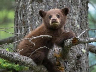 Обои природа, дерево, медведь, медвежонок, nature, tree, bear разрешение 1999x1192 Загрузить