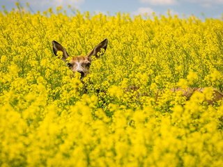 Обои поле, лето, косуля, рапс, field, summer, roe, rape разрешение 1920x1200 Загрузить