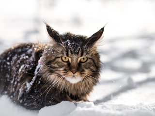 Обои снег, зима, кот, кошка, взгляд, мей-кун, snow, winter, cat, look, mei-kun разрешение 5472x3648 Загрузить