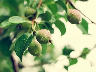 Обои природа, лето, фрукты, дождь, груши, зеленые ветви, nature, summer, fruit, rain, pear, green branches разрешение 4500x3000 Загрузить