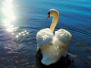 Обои природа, птица, лебедь, nature, bird, swan разрешение 2048x1432 Загрузить