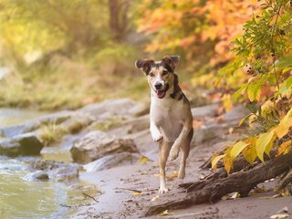 Обои взгляд, осень, собака, друг, look, autumn, dog, each разрешение 1920x1151 Загрузить