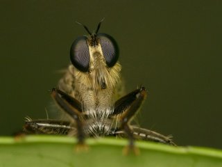 Обои глаза, макро, насекомое, лапки, муха, крупным планом, eyes, macro, insect, legs, fly, closeup разрешение 1920x1444 Загрузить