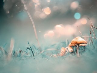 Обои природа, фон, грибы, nature, background, mushrooms разрешение 1920x1152 Загрузить