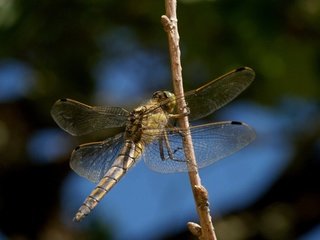 Обои насекомое, стрекоза, insect, dragonfly разрешение 1920x1440 Загрузить