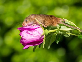 Обои цветок, мышка, harvest mouse, мышь-малютка, flower, mouse, the mouse is tiny разрешение 2048x1394 Загрузить