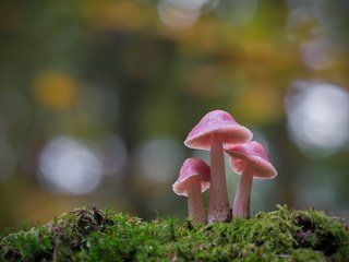 Обои природа, осень, гриб, nature, autumn, mushroom разрешение 1920x1278 Загрузить