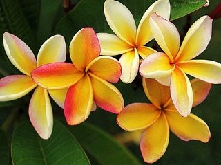 Обои цветы, листья, лепестки, кустарник, флора, плюмерия, flowers, leaves, petals, shrub, flora, plumeria разрешение 2880x1897 Загрузить