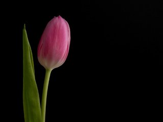 Обои фон, цветок, бутон, черный фон, розовый, тюльпан, background, flower, bud, black background, pink, tulip разрешение 2048x1367 Загрузить