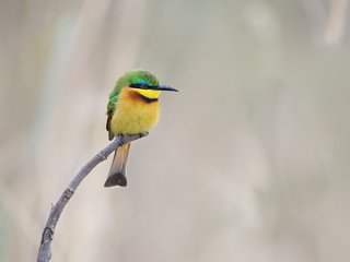 Обои природа, фон, птица, клюв, перья, щурка, пчелоед, золотистая щурка, nature, background, bird, beak, feathers, schurka, peeled, european bee-eater разрешение 2560x1706 Загрузить