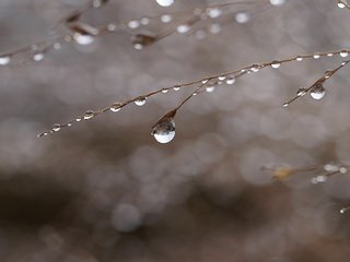 Обои макро, капли, растение, стебелёк, macro, drops, plant, stem разрешение 2000x1450 Загрузить