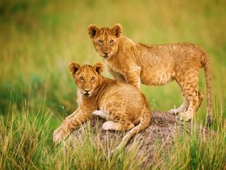 Обои африка, львы, львята, africa, lions, the cubs разрешение 2000x1333 Загрузить