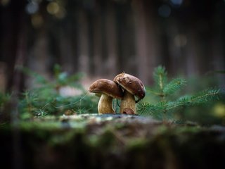 Обои природа, фон, грибы, гриб, nature, background, mushrooms, mushroom разрешение 2048x1362 Загрузить