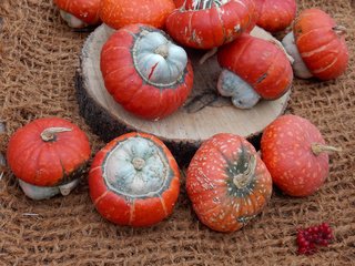 Обои осень, урожай, плоды, тыквы, выставка, autumn, harvest, fruit, pumpkin, exhibition разрешение 4608x3456 Загрузить