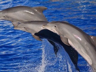 Обои вода, море, дельфины, млекопитающее, water, sea, dolphins, mammal разрешение 2048x1161 Загрузить