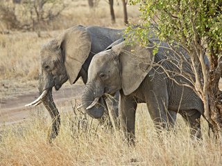 Обои природа, африка, уши, слоны, хобот, бивни, nature, africa, ears, elephants, trunk, tusks разрешение 2048x1412 Загрузить