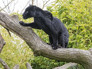 Обои дерево, кошка, черный, ягуар, пантера, ©tambako the jaguar, tree, cat, black, jaguar, panther разрешение 2048x1365 Загрузить