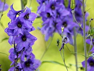 Обои цветы, природа, нежность, голубые, синие, дельфинум, flowers, nature, tenderness, blue, delphinum разрешение 2840x2056 Загрузить