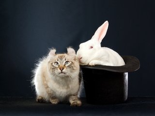 Обои кот, черная шляпа, белый, темный фон, кролик, уши, эмоции, заяц, сибирский колор-пойнт, cat, black hat, white, the dark background, rabbit, ears, emotions, hare, siberian color-point разрешение 5400x3600 Загрузить