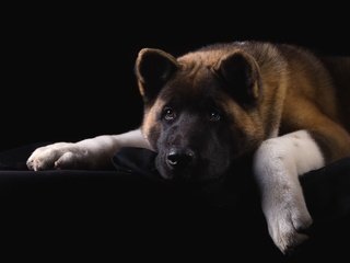 Обои морда, портрет, грусть, пес, американская акита, face, portrait, sadness, dog, american akita разрешение 3200x2053 Загрузить